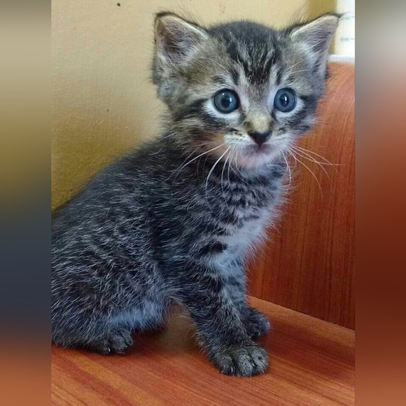 Meet the Posher - Picture 13 of 16